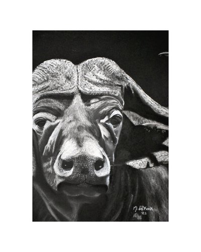 Bufalo de Marchelle de Kock
