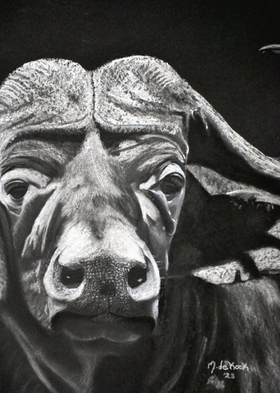 Bufalo de Marchelle de Kock