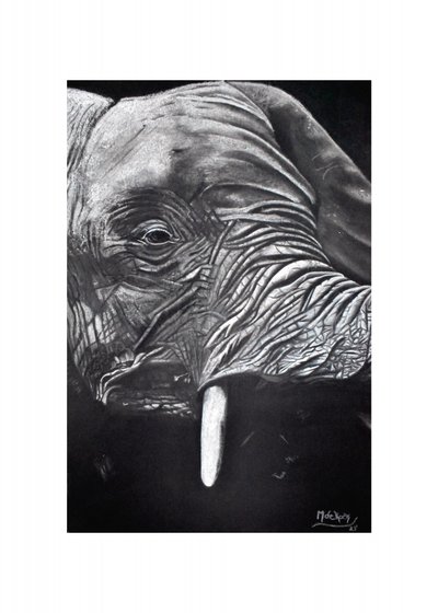 Retrato de um elefante majestoso de Marchelle de Kock
