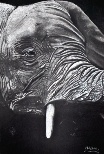 Retrato de um elefante majestoso de Marchelle de Kock