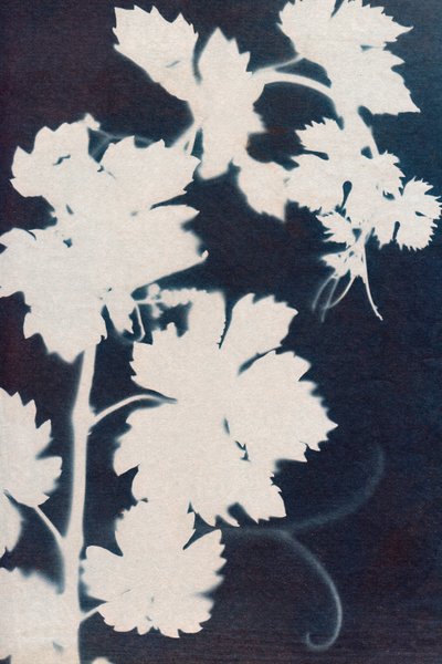 Folhas de uva, 2023 (cianótipo) de Marco Campedelli