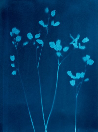 Pequenas flores, 2023 (cianótipo) de Marco Campedelli