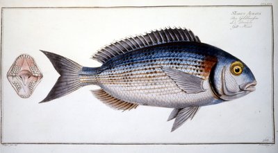 Placa de História Natural: O Creme de Marc Elieser Bloch Ichtyologie Paris - Berlim - Londres 1787. de Marcus Élieser Bloch