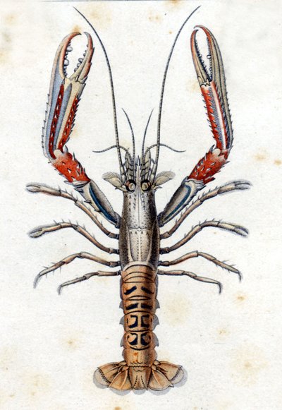 Placa de História Natural: O lagostim segundo Marc Elieser Bloch Ichtyologie Paris - Berlim - Londres 1787. de Marcus Élieser Bloch