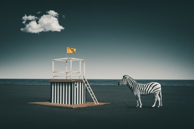 Zebra da Praia Surreal de Marcus Hennen