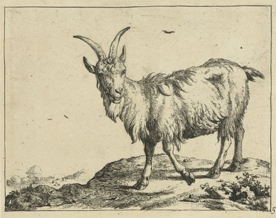 Cabra em pé de frente Goats and Bucks (título da série) de Marcus de Bye
