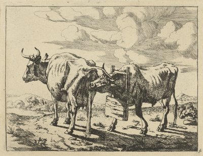 Duas vacas de pé
Vacas e ovelhas (título da série) de Marcus de Bye