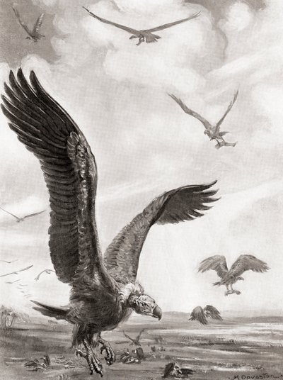 Abutres a carregar os membros dos mortos em batalha, da História das Nações de Hutchinson, pub.1915 de Margaret (after) Dovaston