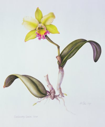 Brassolaeliocattleya Greenwich, Elmhurst (aquarela sobre papel) de Margaret Ann Eden