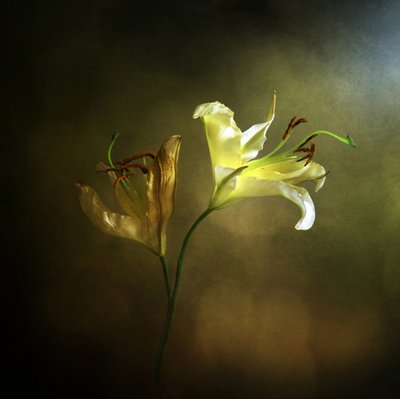 Lírio em flor e murcho de Margaret Halaby