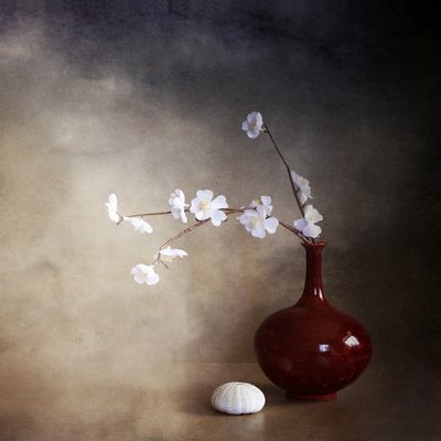 Flores de cerejeira tranquilas de Margaret Halaby