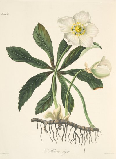 Heléboro preto ou rosa de Natal, das ilustrações florais das estações, bar. 1829 (gravura colorida à mão) de Margaret Roscoe