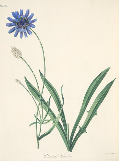 Catananche azul, das ilustrações florais das estações, bar. 1829 (gravura colorida à mão) de Margaret Roscoe