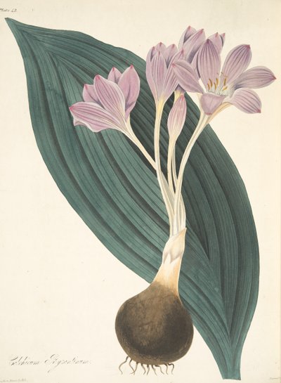 Açafrão de Prado Largo-com folhas, das ilustrações florais das estações, bar. 1829 (gravura colorida à mão) de Margaret Roscoe