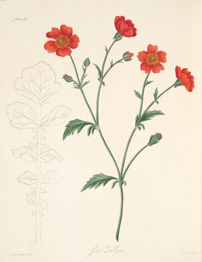 Avens chileno, das ilustrações florais das estações, bar. 1829 (gravura colorida à mão) de Margaret Roscoe