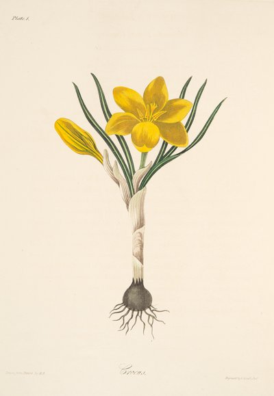 Açafrão amarelo comum, das ilustrações florais das estações, bar. 1829 (gravura colorida à mão) de Margaret Roscoe