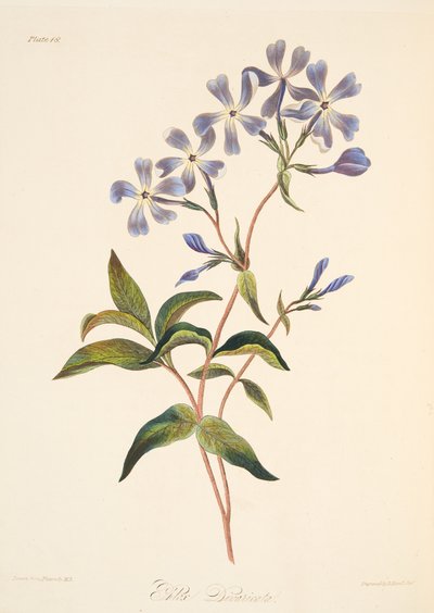 Lychnidea de florescência adiantada, das ilustrações florais das estações, bar. 1829 (gravura colorida à mão) de Margaret Roscoe