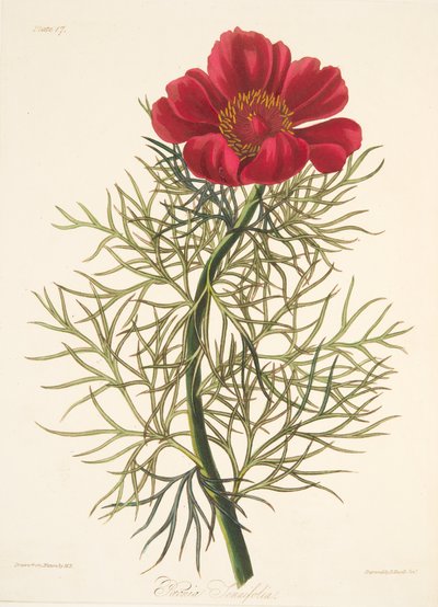 Paeony com folhas finas, de ilustrações florais das estações, bar. 1829 (gravura colorida à mão) de Margaret Roscoe