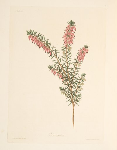 Charneca de cor viva, a partir de Floral Illustrations of the Seasons, pub. 1829 (gravura colorida à mão) de Margaret Roscoe