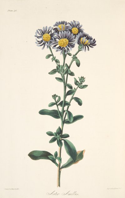 Aster italiano, das ilustrações florais das estações, bar. 1829 (gravura colorida à mão) de Margaret Roscoe