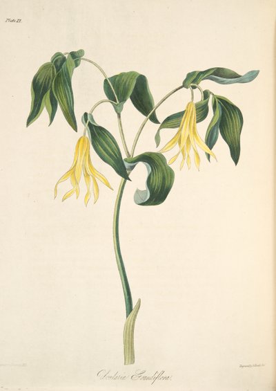 Bellwort florido grande, das ilustrações florais das estações, bar. 1829 (gravura colorida à mão) de Margaret Roscoe