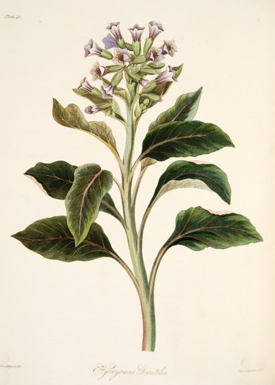 Hyoscyamus oriental, das ilustrações florais das estações, bar. 1829 (gravura colorida à mão) de Margaret Roscoe