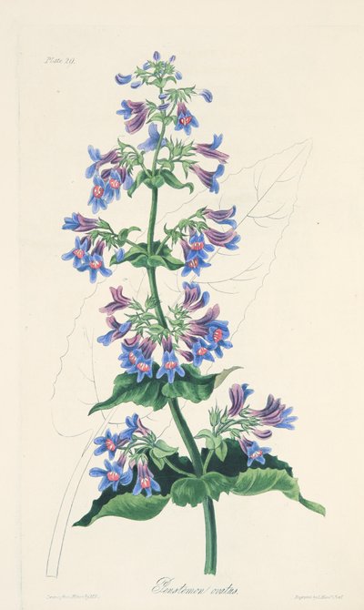 Penstemon Ovate-com folhas, das ilustrações florais das estações, bar. 1829 (gravura colorida à mão) de Margaret Roscoe