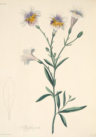 Salpiglossis pintado, das ilustrações florais das estações, bar. 1829 (gravura colorida à mão) de Margaret Roscoe