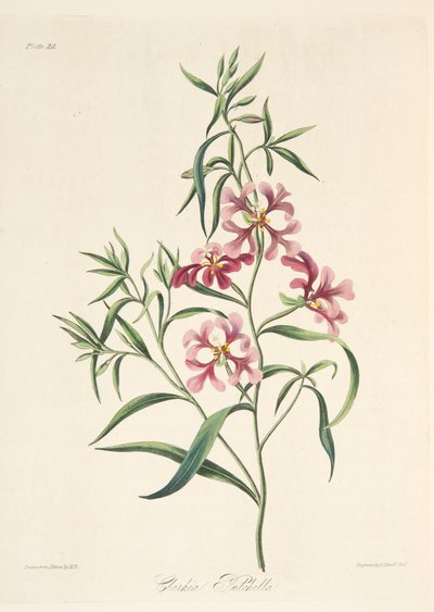 Pretty Clarkia, de ilustrações florais das estações, bar. 1829 (gravura colorida à mão) de Margaret Roscoe