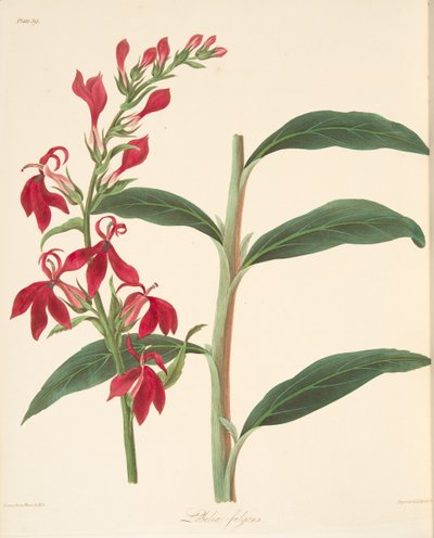 Lobelia Refulgente, das Ilustrações Florais das Estações, pub. 1829 (gravura colorida à mão) de Margaret Roscoe