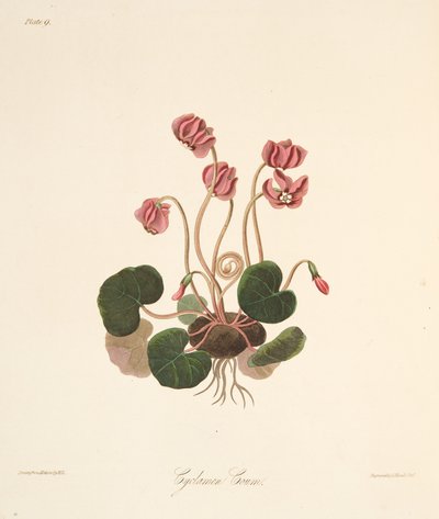 Ciclâmen com folhas redondo, das ilustrações florais das estações, bar. 1829 (gravura colorida à mão) de Margaret Roscoe
