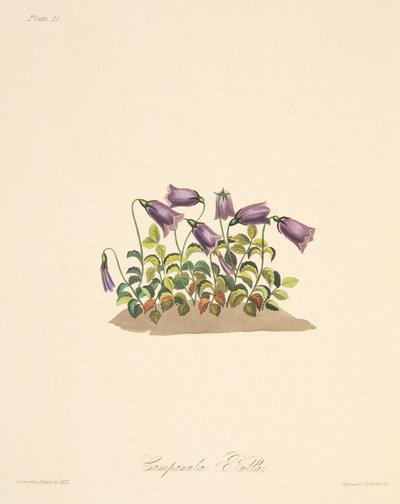 Flor de Bell de Russet, das ilustrações florais das estações, bar. 1829 (gravura colorida à mão) de Margaret Roscoe