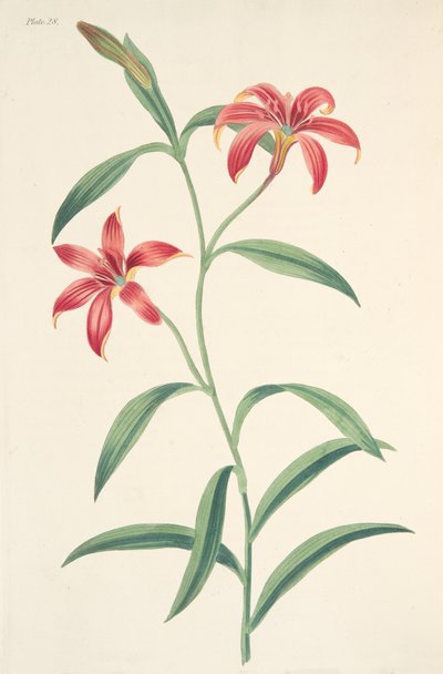 Lírio chinês Auto-colorido, das ilustrações florais das estações, bar. 1829 (gravura colorida à mão) de Margaret Roscoe