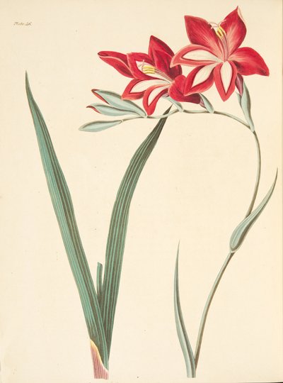 Bandeira de milho excelente, das ilustrações florais das estações, bar. 1829 (gravura colorida à mão) de Margaret Roscoe