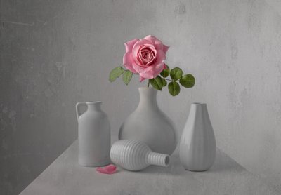 Natureza morta com uma delicada rosa rosa de Margareth Perfoncio