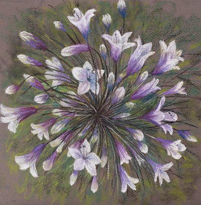 Agapanthus de Margo Starkey