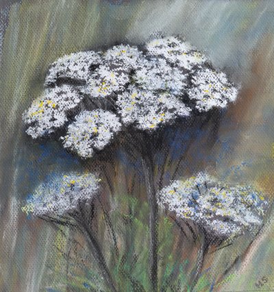 Salsa de vaca (Anthriscus Sylvestris), 2021 (pastel) de Margo Starkey