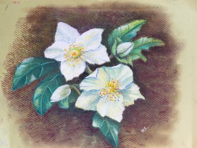 Heléboro, 2020 (pastel) de Margo Starkey