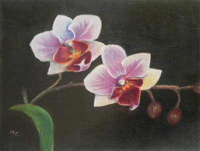 Orquídea no meu quarto, 2020 (pastel) de Margo Starkey