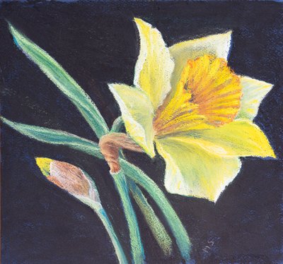 A beleza de um narciso, 2021 (pastel) de Margo Starkey