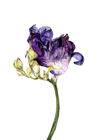 Flor de frésia, 2018 de Maria Basea