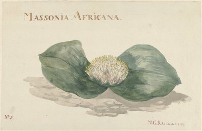 Bloem Massonia Africana
MASSONIA AFRICANA (título sobre o objecto) de Maria Geertruida Barbiers Snabilié