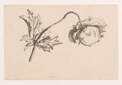Papoila de Maria Geertruida de Goeje Barbiers (attributed to)