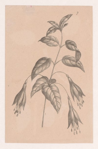 Ramo com flores de Maria Geertruida de Goeje Barbiers (attributed to)