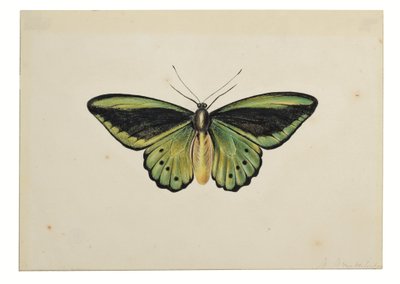 Borboleta, Asa de pássaro verde comum (Ornithoptera priamus) de Maria Margaretha van Os