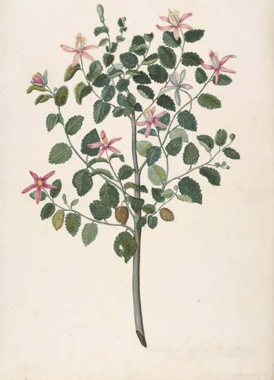 Estudo de uma Planta com Flores Vermelhas-Púrpura Sebastiana africana purpurea, 1695. de Maria Monninckx