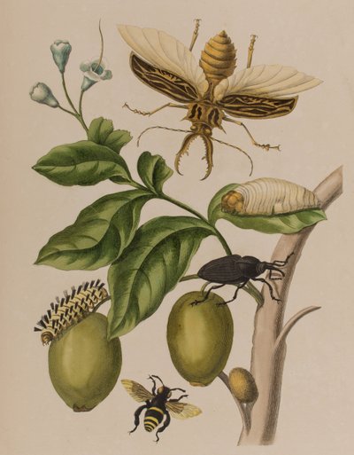 Ilustração de 