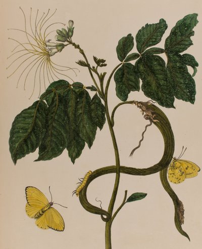 Ilustração de 