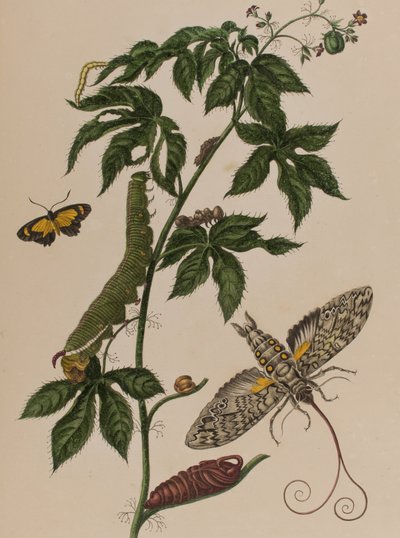 Ilustração de 