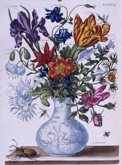 Besouro e flores diferentes - sobremesa. por Maria Sibylla Merian, n.d., aprox. finais do século XVIII de Maria Sibylla Merian